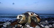 Belek'te, Yeşil Deniz Kaplumbağası Ölü Bulundu