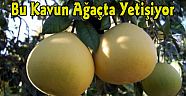 Bu Kavun Ağaçta Yetişiyor