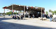 Büyükşehir Kurban Bayramına Hazır