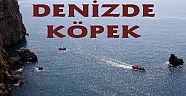 Denize Düşen Köpek İçin Alarma Geçildi