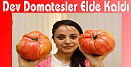 Dev Domatesler Elde Kaldı