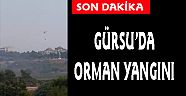 Gürsu’da orman yangını