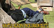 Kaktüs ağacını incelerken canından oldu