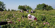 KONYAALTI KADIN ÇİFTÇİLERİ GÜL HASADINDA