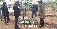 KONYAALTINDA PİTAYA-EJDER MEYVESİNDE İLK HASAT