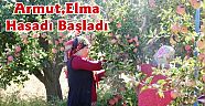 Korkuteli'nde Armut ve Elma Hasadı Başladı