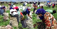 Mevsimlik İşçilerin Günlük Çalışma Ücreti 48 Lira