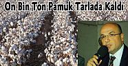 On Bin Ton Pamuk Tarlada Kaldı