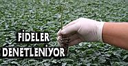 Sağlıklı Üretim İçin Fideler Denetleniyor