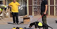 SAHİPSİZ KÖPEKLER UZMAN KURTARMA KÖPEKLERİ OLACAK