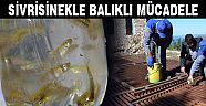  SİVRİSİNEKLE BALIKLI MÜCADELE