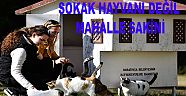 SOKAK HAYVANI DEĞİL MAHALLE SAKİNİ