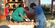 Sokak kedileri sahipsiz değil