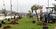 Sökülen Turunçlar Antalya'nın Girişini Süsledi