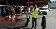 THK Manavgat 4525 adet deri topladı.
