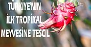 TÜRKİYE'NİN İLK TROPİKAL MEYVESİNE TESCİL