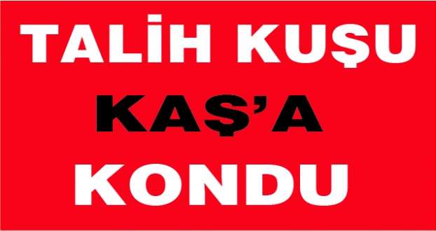 Talih kuşu Kaşa kondu