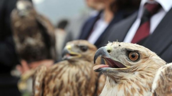 Tedavi Edilen 4 Şahin Doğaya Bırakıldı