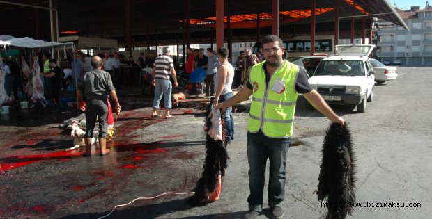 THK Manavgat 4525 adet deri topladı.