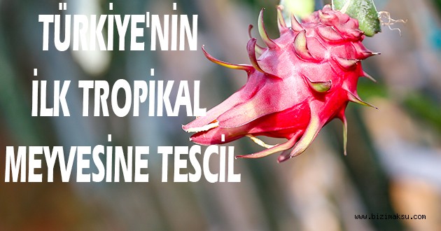 TÜRKİYE'NİN İLK TROPİKAL MEYVESİNE TESCİL