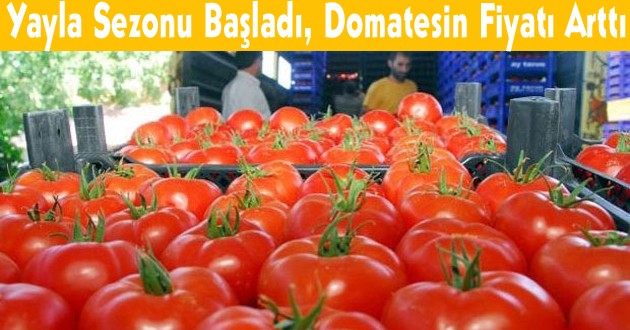 Yayla Sezonu Başladı, Domatesin Fiyatı Arttı